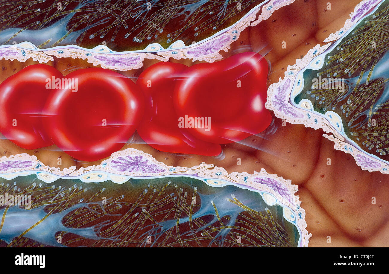 Eritrociti, disegno Foto Stock