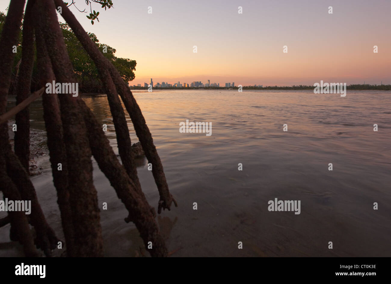 Splendido skyline di Miami al tramonto dietro wild alberi di mangrovia Foto Stock