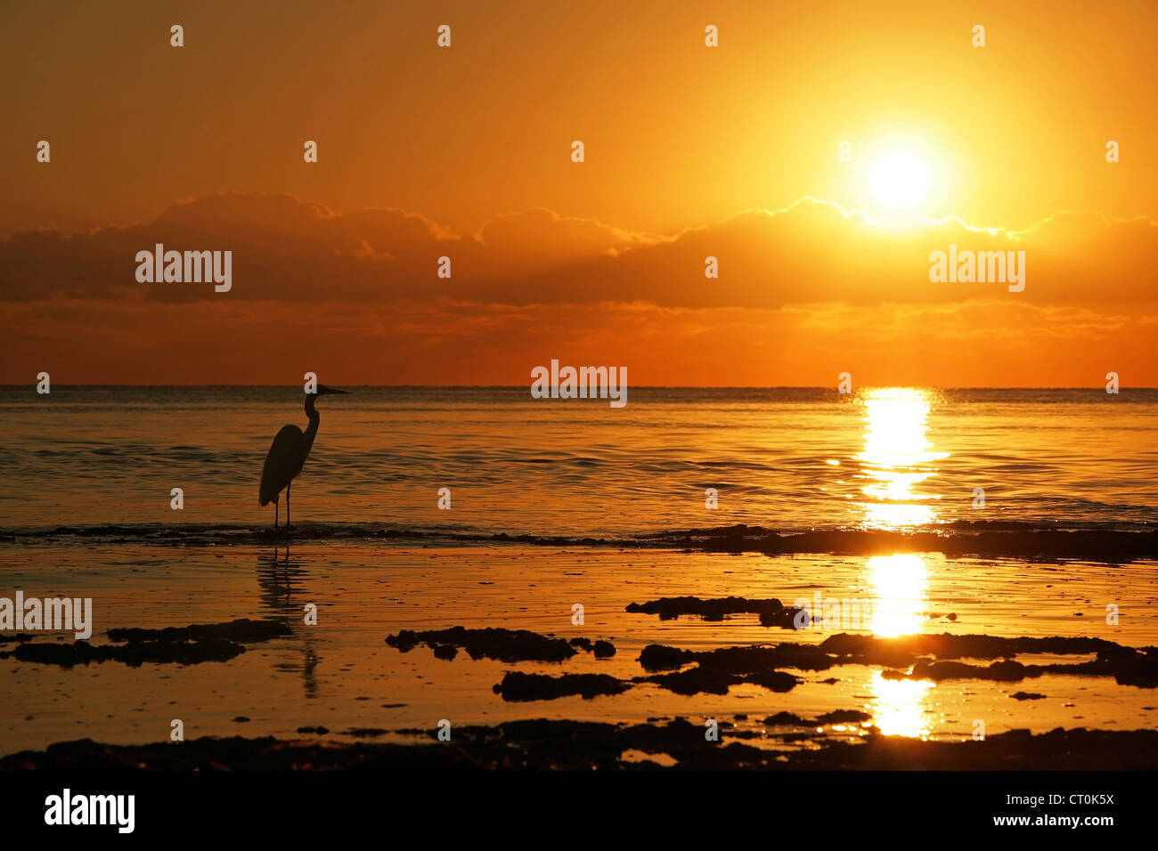 Heron guardando una bella tropical Florida sunrise Foto Stock