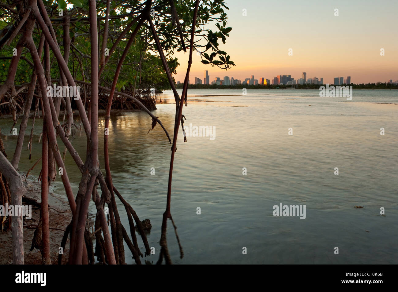 Bel tramonto su Miami con la foresta di mangrovie e sulla Baia di Biscayne Foto Stock