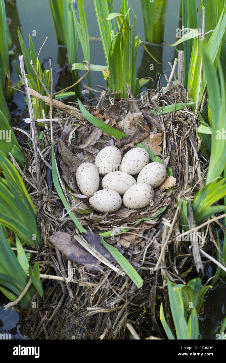 Moorhen's Nest, con sette uova deposte, fatta con ramoscelli tra piante di iris in uno stagno in Swinbrook, il Costwolds, Oxfordshire, Regno Unito Foto Stock