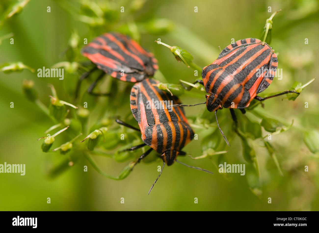 Graphosoma lineatum Foto Stock