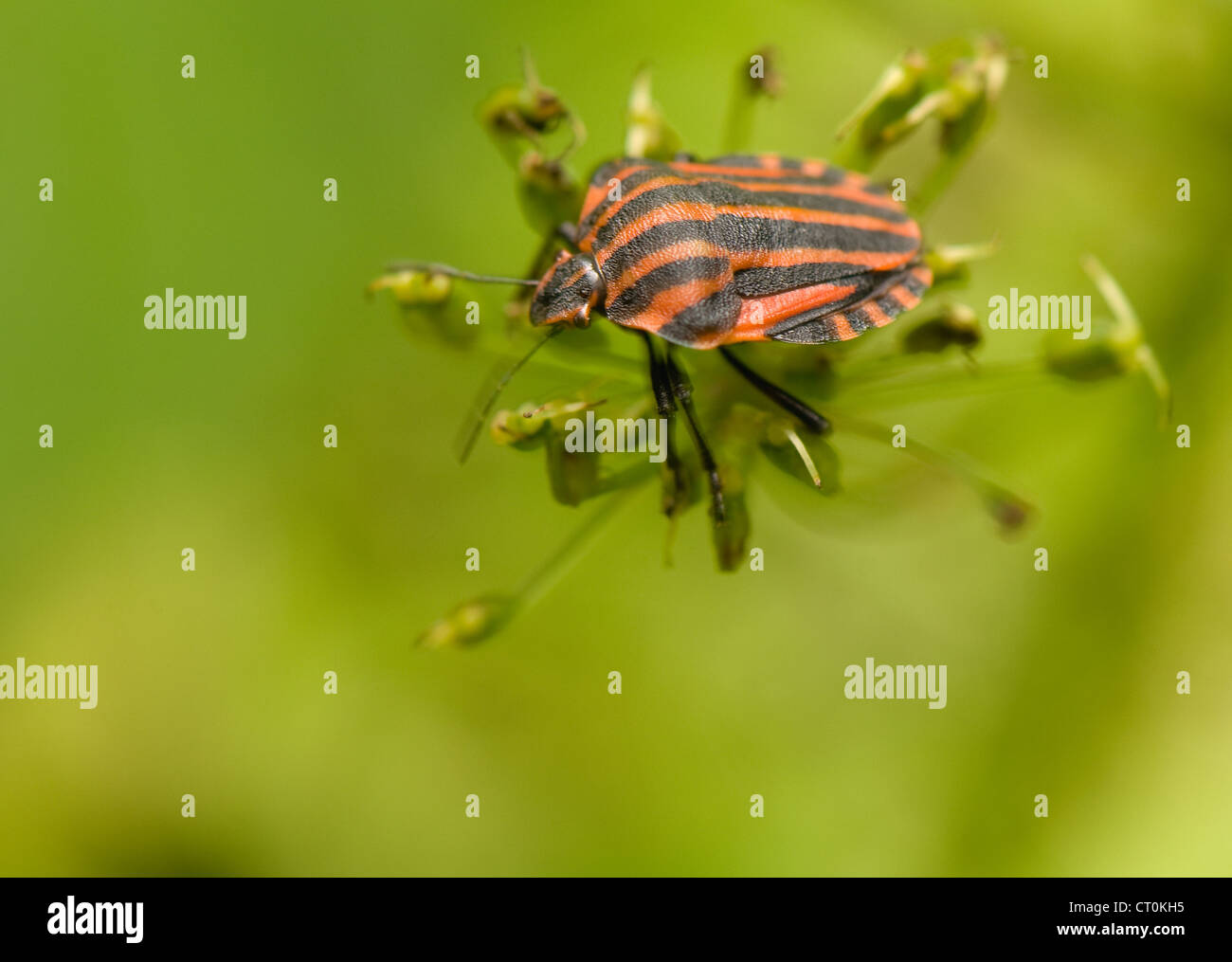 Graphosoma lineatum Foto Stock