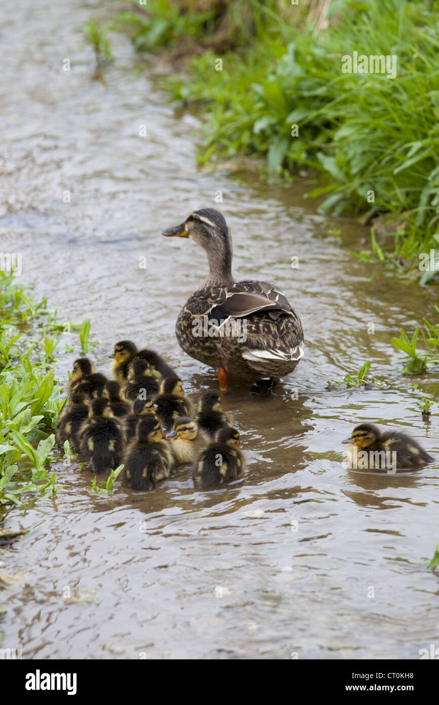 Femmina Mallard duck con 14 nuovi schiuse anatroccoli, Anas platyrhynchos, sul flusso in primavera a Swinbrook, il Costwolds, REGNO UNITO Foto Stock