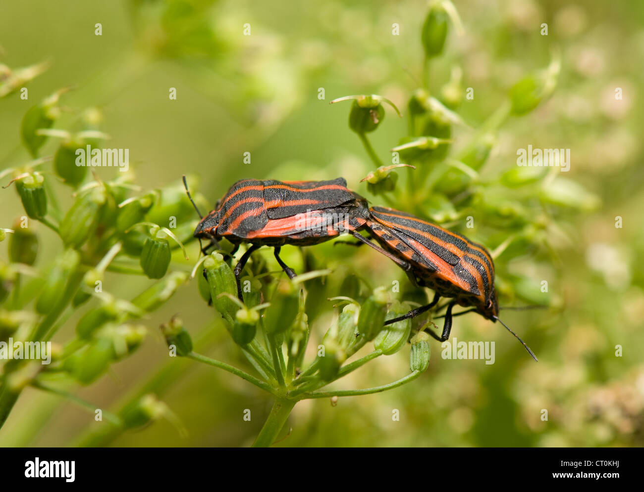 Graphosoma lineatum Foto Stock