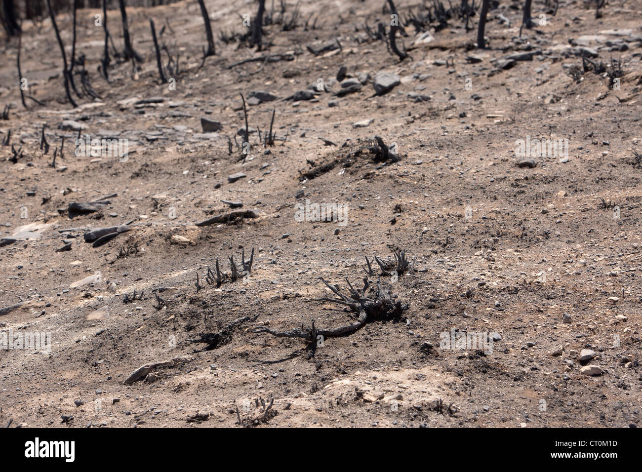 Le conseguenze di un incendio che ha distrutto le case, cabine ed edifici in una zona montuosa dello Utah, Stati Uniti d'America. Foto Stock