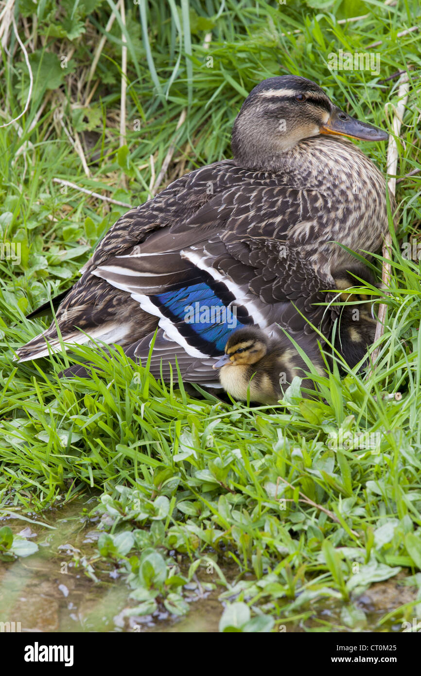 Mallard duck con nuove schiuse anatroccoli, Anas platyrhynchos, il ricovero per il calore da un flusso in Swinbrook, il Costwolds, REGNO UNITO Foto Stock