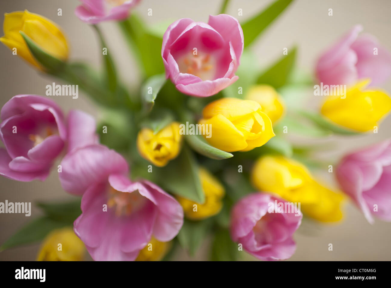 Disposizione dei display tulipani Tulipa, in primavera in Cotswolds, Oxfordshire, Regno Unito Foto Stock