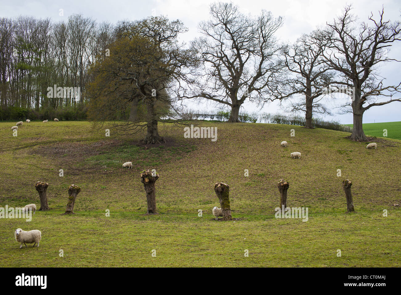 Ovini e pollarded gli alberi di salice in Cotswolds, Oxfordshire, Regno Unito Foto Stock