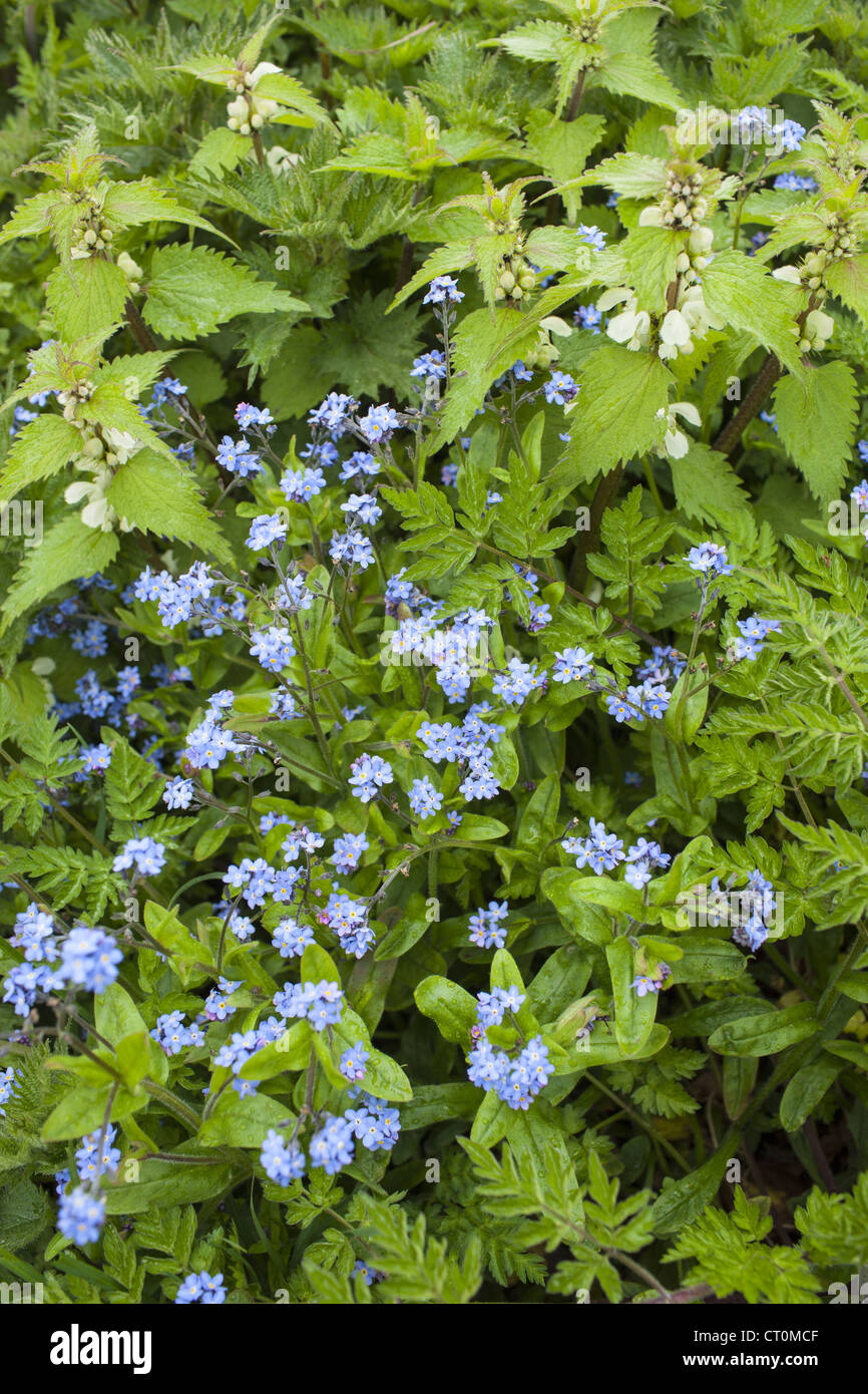 Forget-Me-Non, Myosotis arvense e morti di ortiche, Lamium maculatum, molla fiori selvatici in Cotswolds, Oxfordshire, Regno Unito Foto Stock