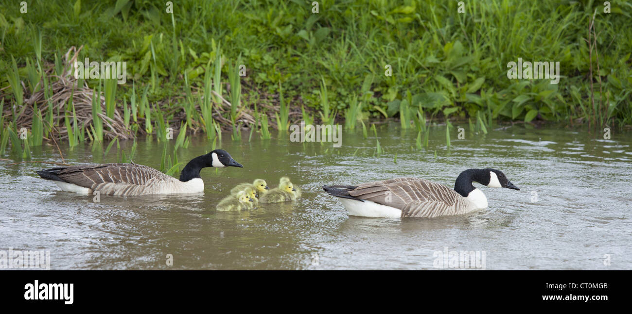 Coppia di allevamento di oche del Canada, Branta canadensis, con giovani goslings, sul Fiume Windrush a Swinbrook, il Costwolds, REGNO UNITO Foto Stock