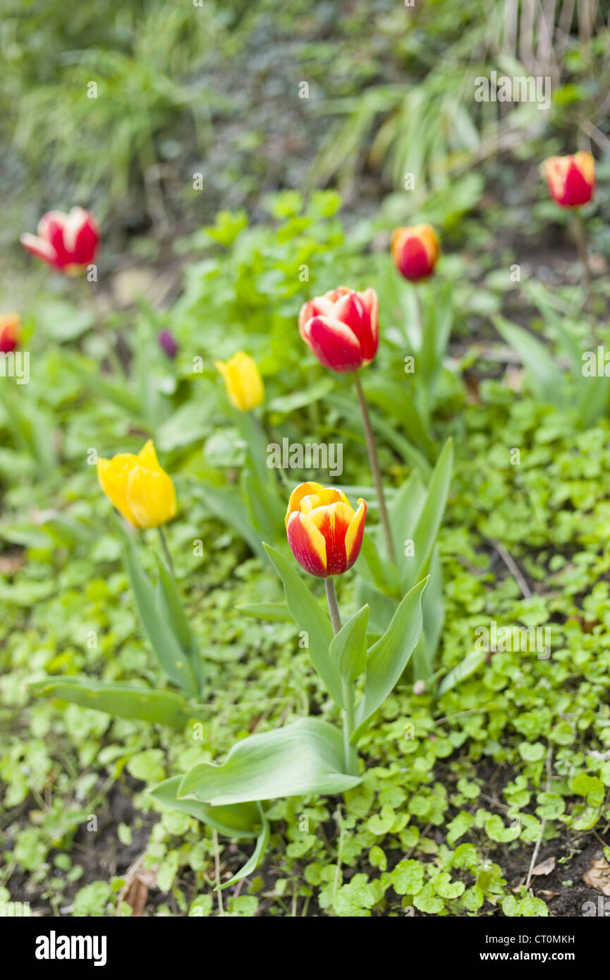 I tulipani, Tulipa, fiori di primavera in Cotswolds, Oxfordshire, Regno Unito Foto Stock