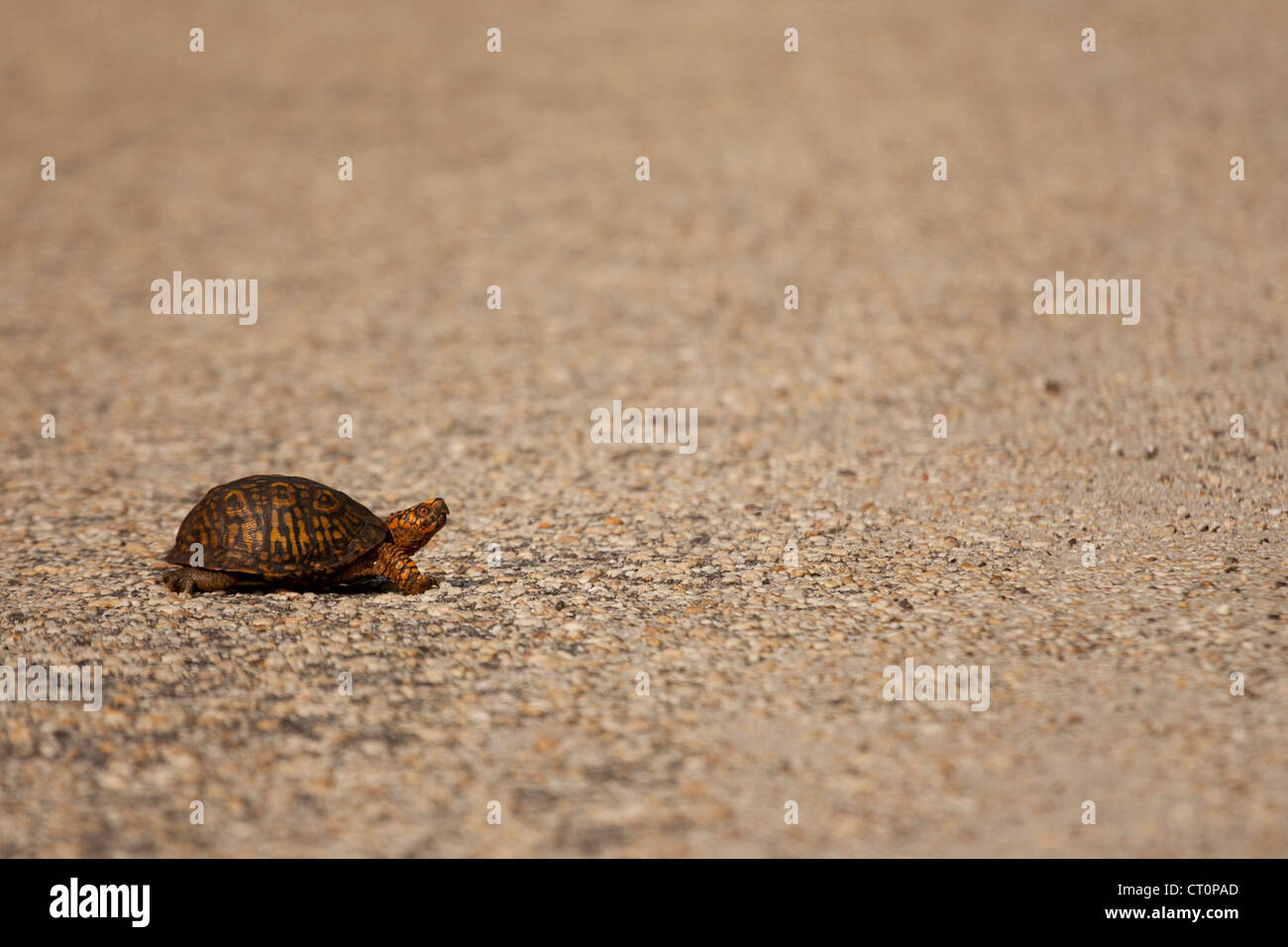 Scatola orientale tartaruga (Terrapene carolina) attraversare una strada Foto Stock