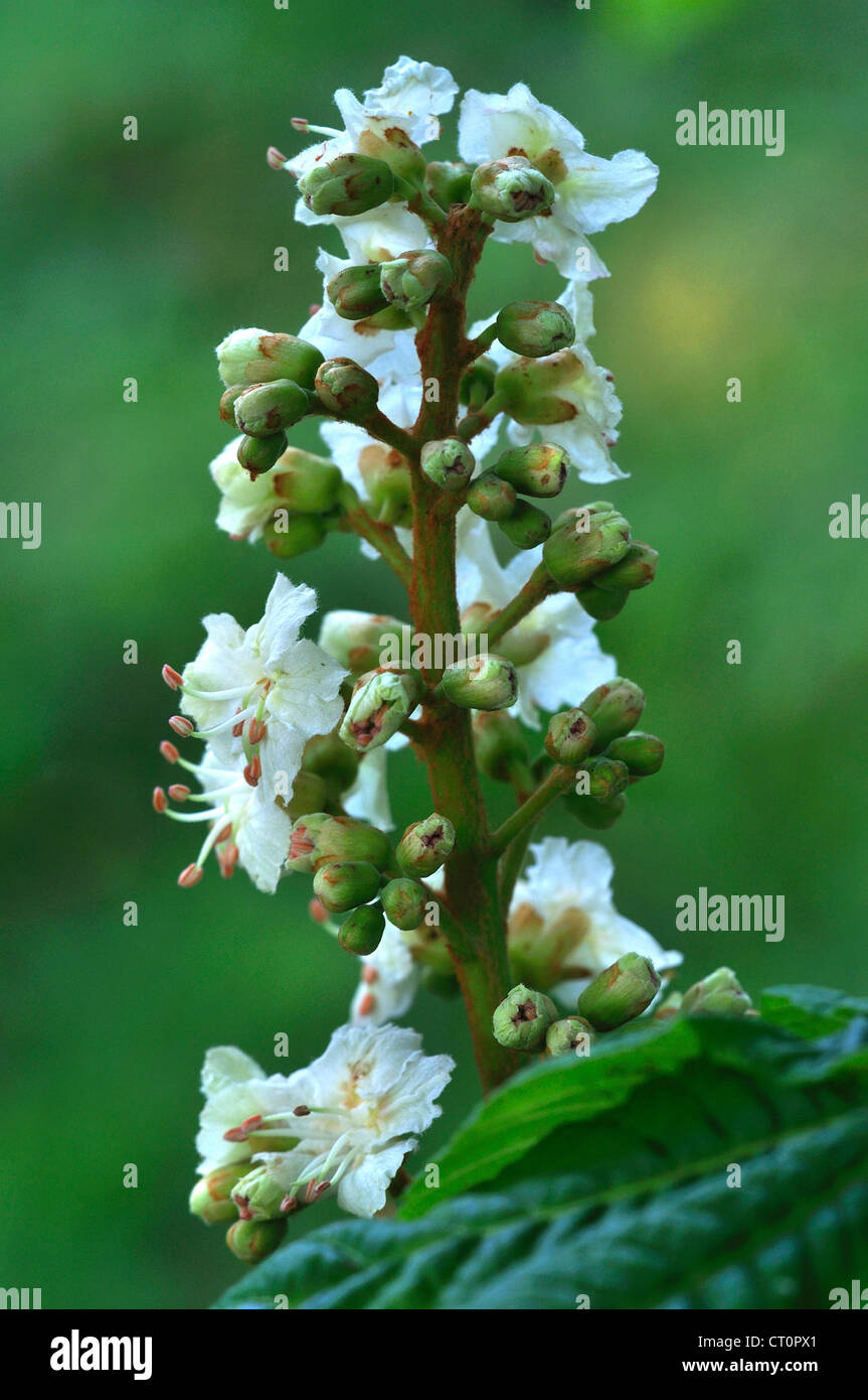 Ippocastano Aesculus hippocastanum albero a foglie decidue blossom flower Foto Stock