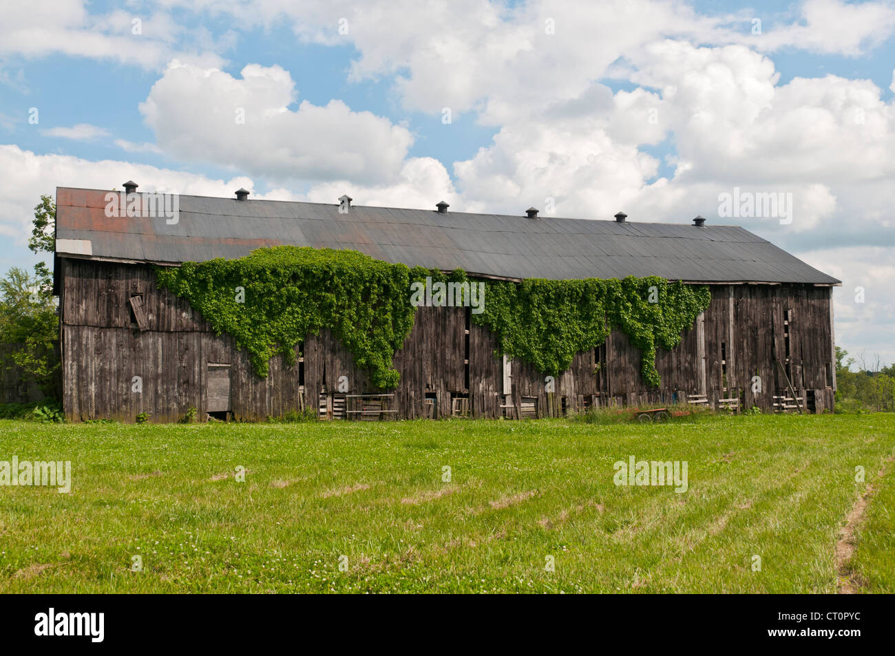 Il Kentucky, Lexington vacinity, vecchia coperta da edera fienile in legno. Foto Stock