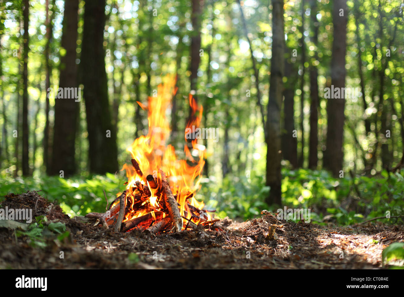 Il falò nella foresta. Foto Stock