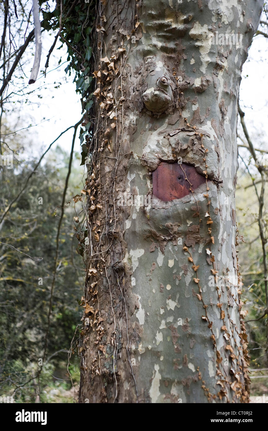 Tronco di albero, mangiato un segno con il passaggio del tempo. Foto Stock