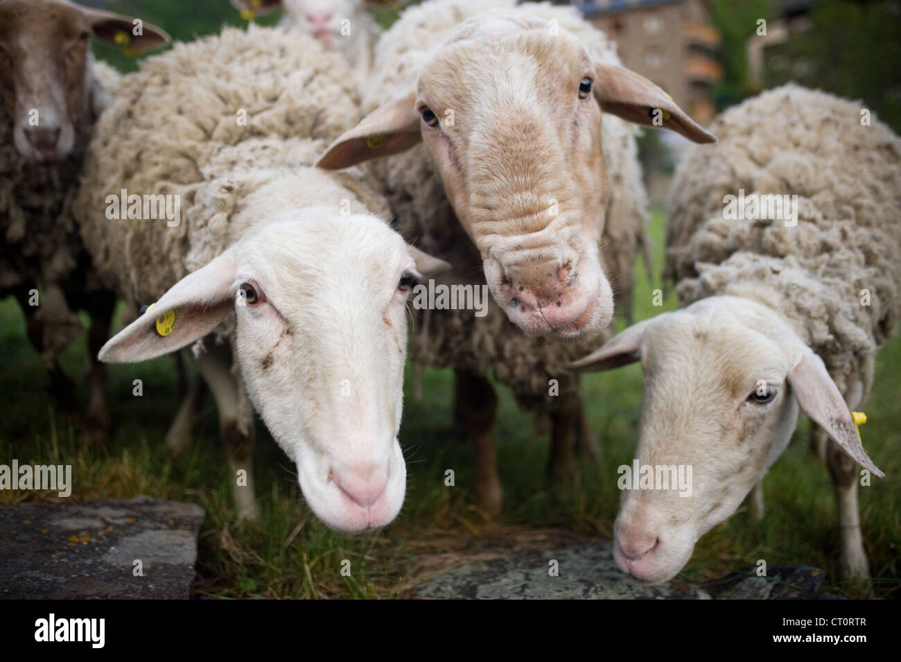 Pecore al pascolo. Foto Stock