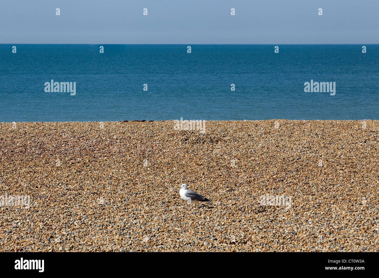 Città di Brighton e Hove città balneare sulla costa meridionale della Gran Bretagna REGNO UNITO Foto Stock