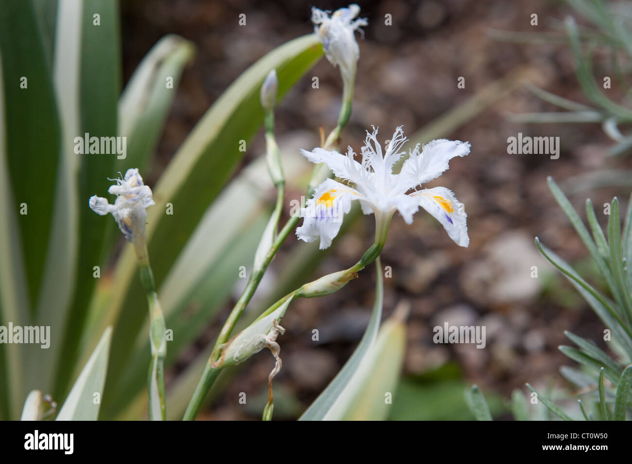 Ilex aquifolium variegata - Floweing Iris Foto Stock