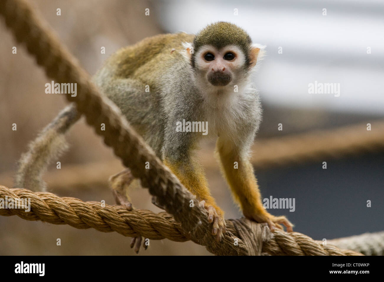 Monkey giocando su funi in cattività Comune di Scimmia di scoiattolo Saimiri sciureus Foto Stock