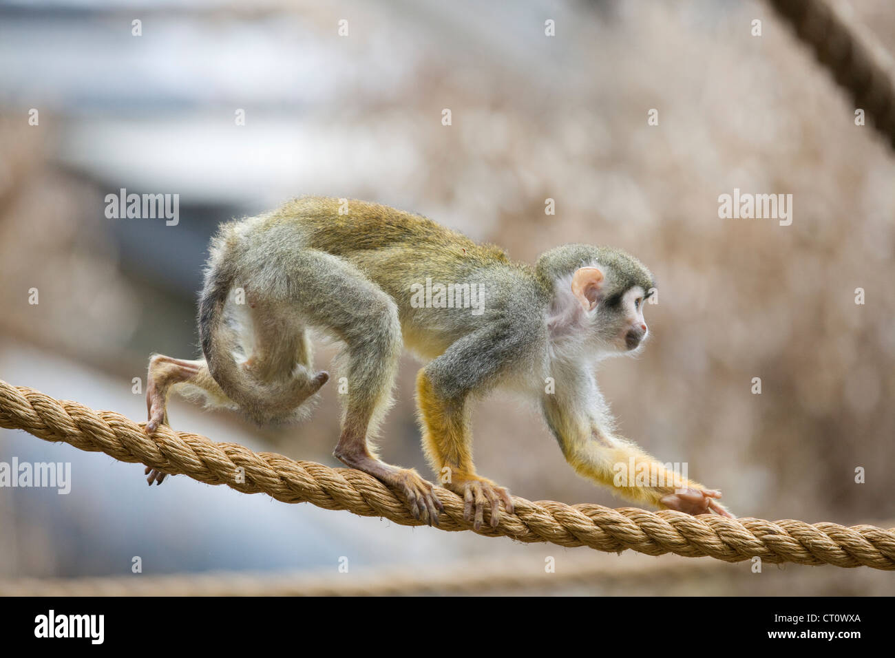 Monkey giocando su funi in cattività Comune di Scimmia di scoiattolo Saimiri sciureus Foto Stock