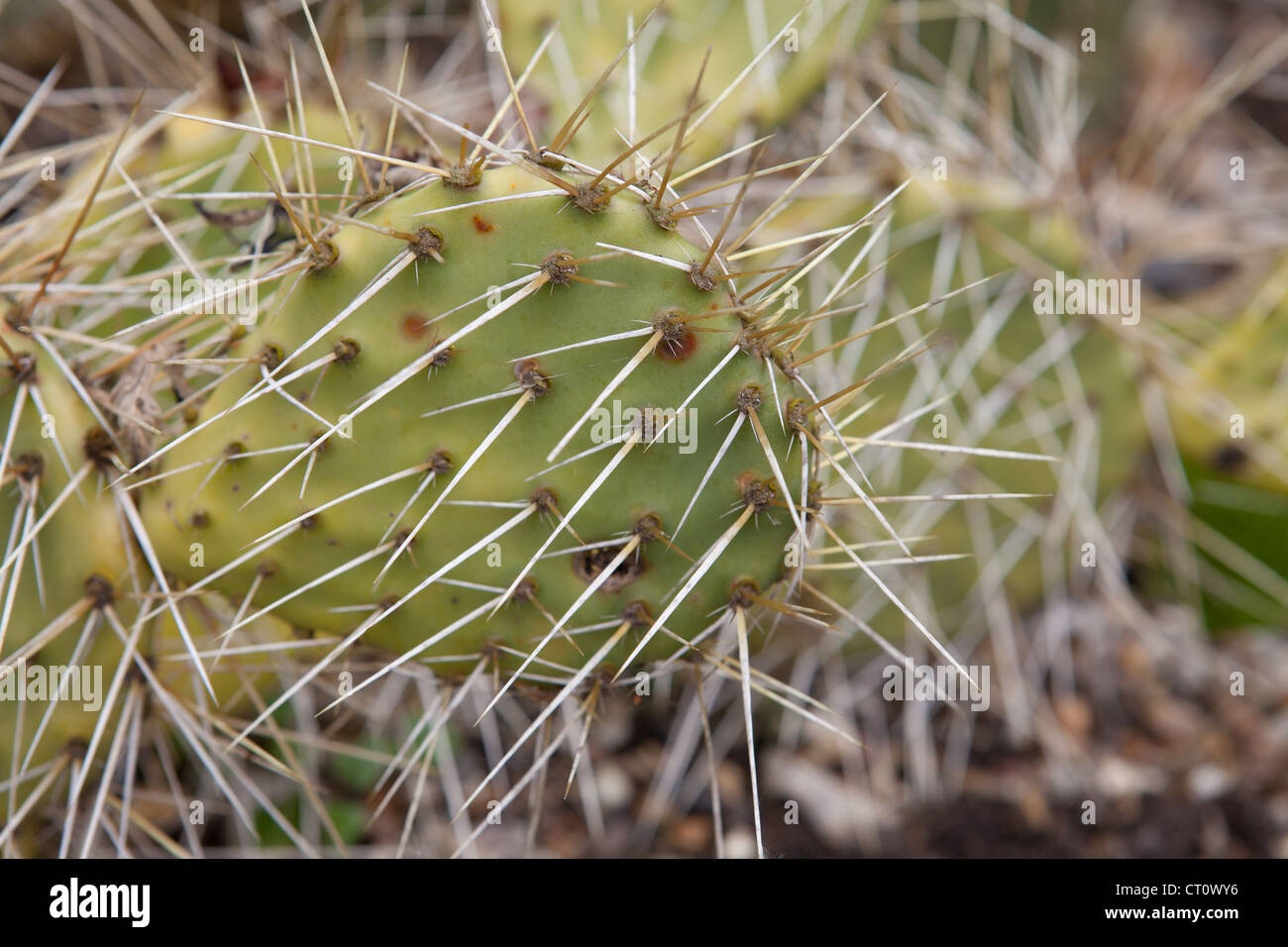 Specie di Opuntia Cactus Foto Stock