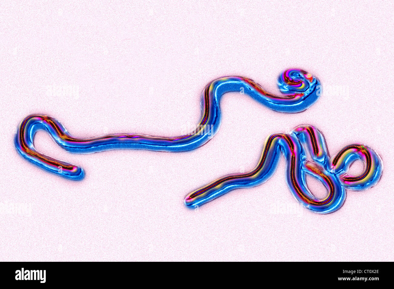 VIRUS EBOLA Foto Stock