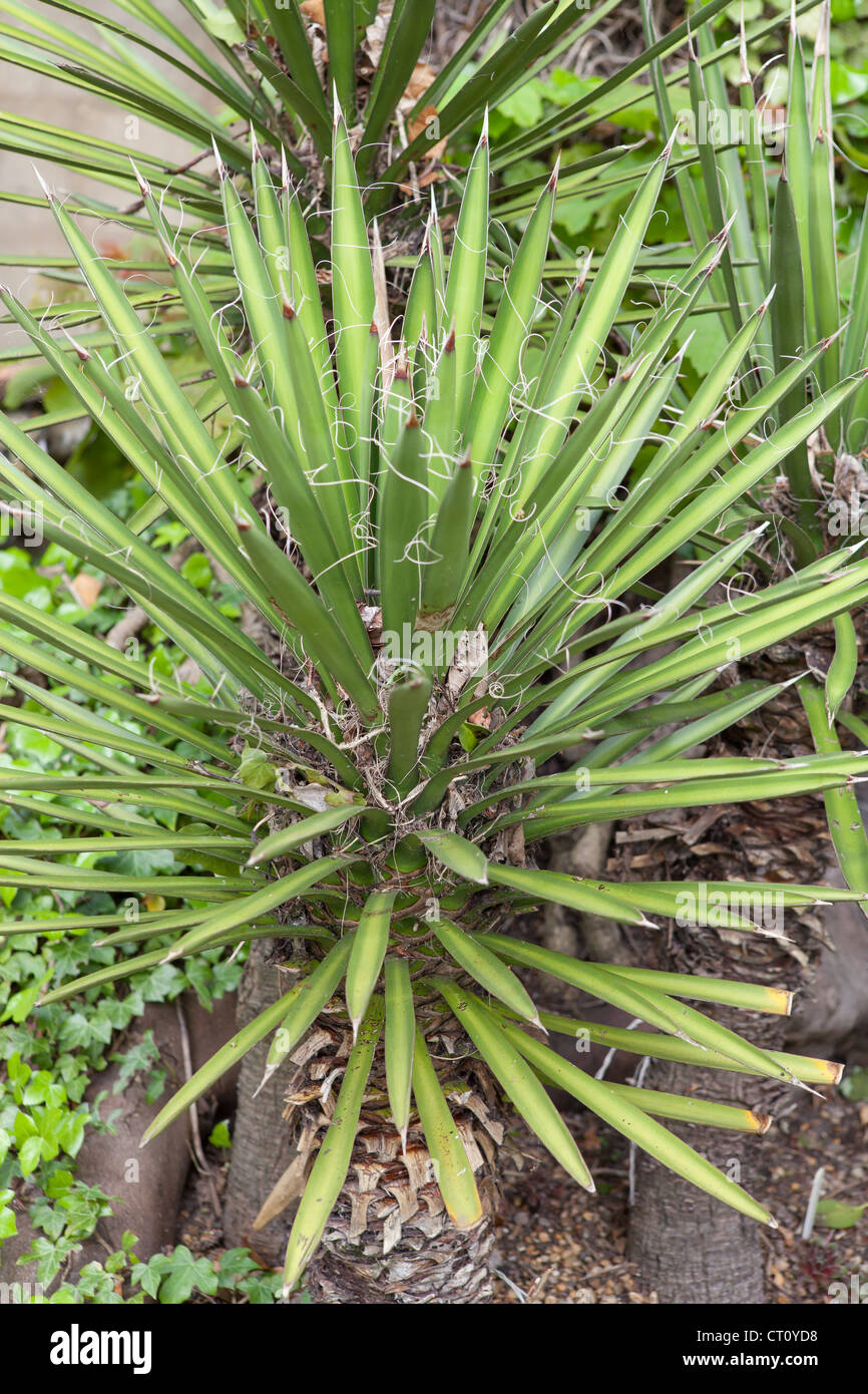 La Yucca, pugnale spagnolo (Yucca aloifolia) Foto Stock