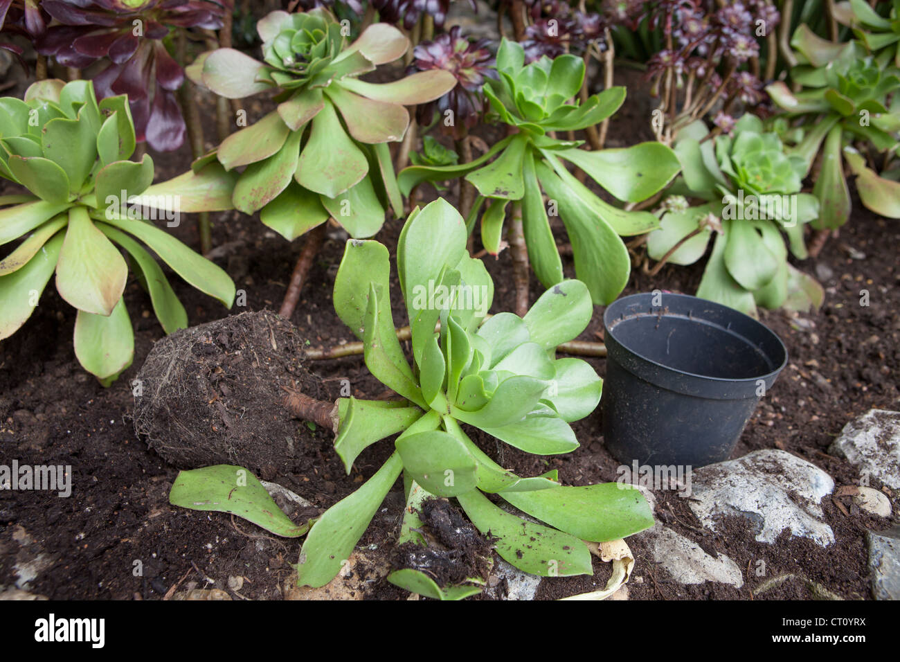 Aeonium arboreum, syn. Sempervivum arboreum (semprevivo albero) Foto Stock