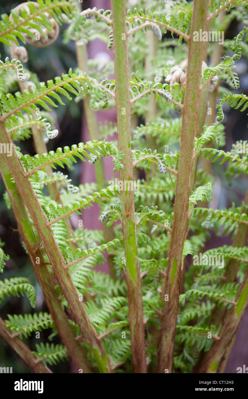 Dicksonia antartica - Albero Fern. Crosiers dispiegarsi come crescere a dimensione intera Foto Stock