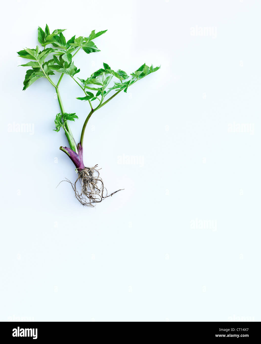I gambi delle erbe, foglie e radici Foto stock - Alamy