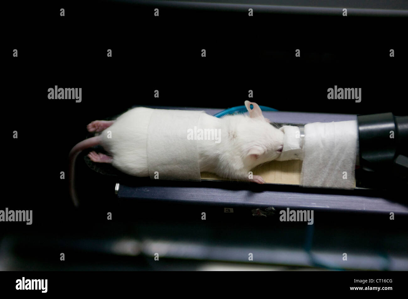 PET CT scan mouse Foto Stock