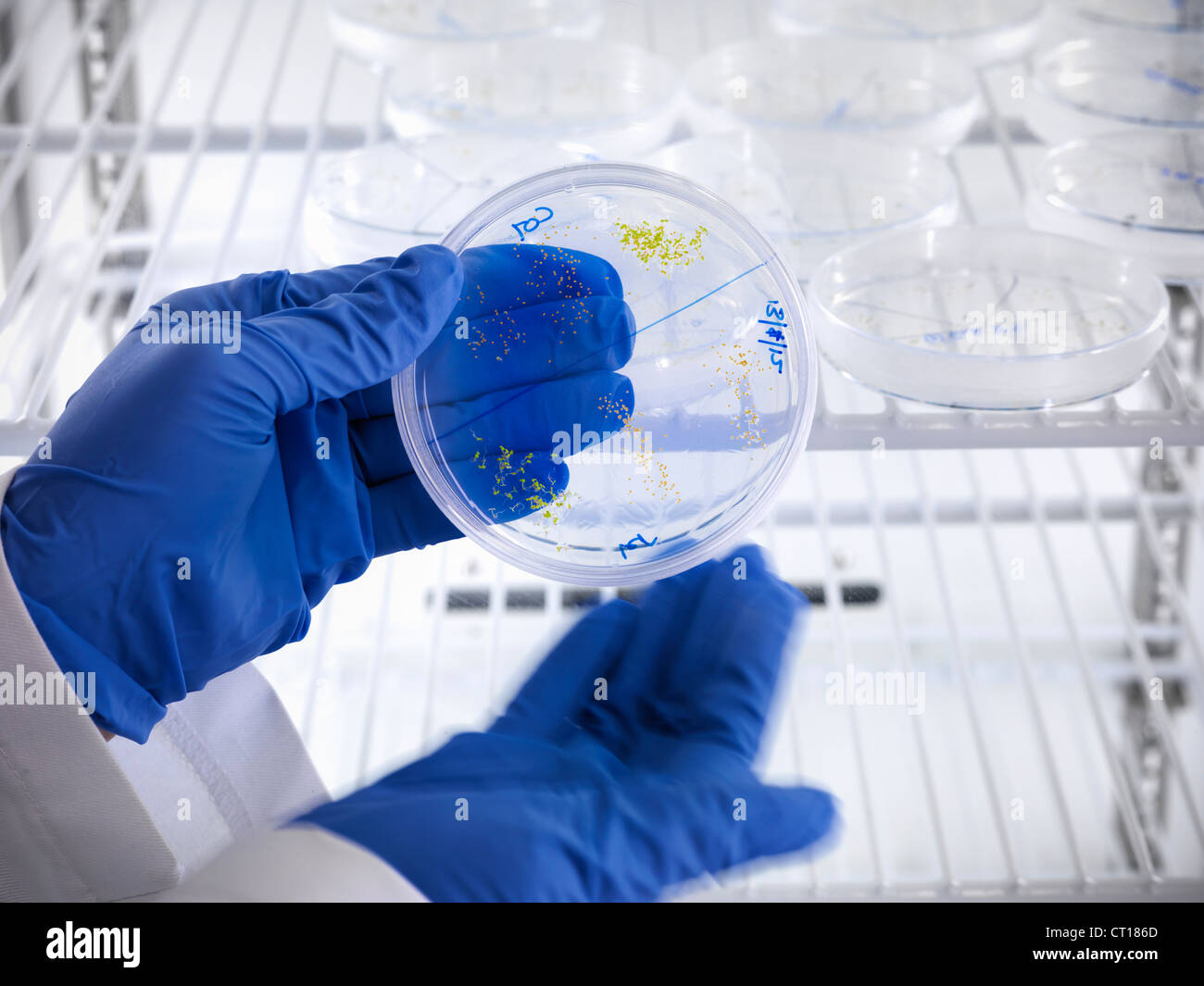 Scienziato esaminando capsula di petri in frigo Foto Stock
