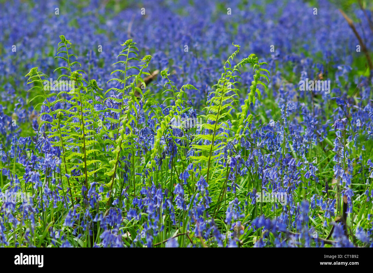 Bluebells (Circus aeruginosus) e felce, Kent, Inghilterra, Aprile Foto Stock