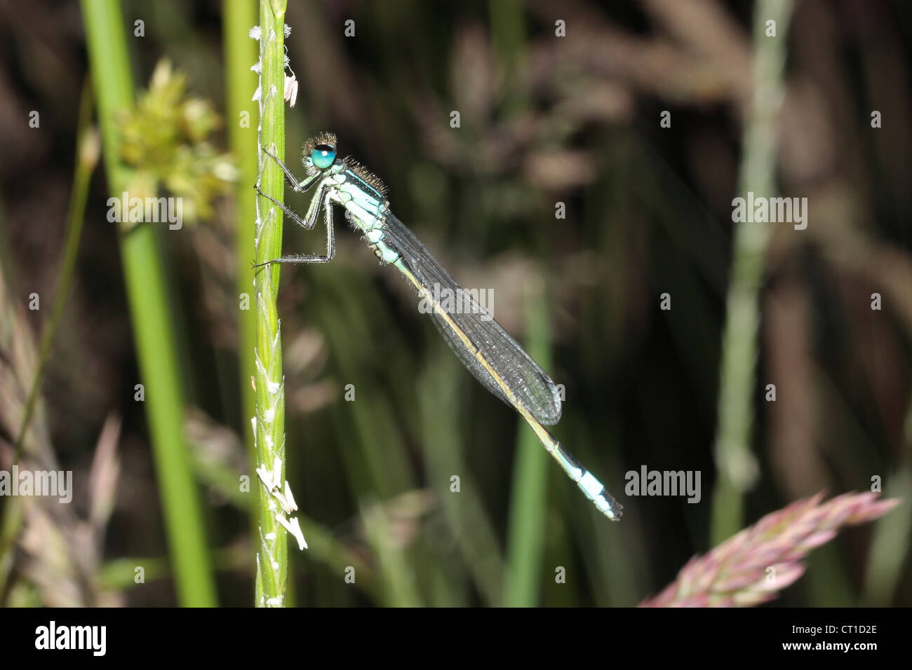 Blue Tailed Damselfly. Foto Stock