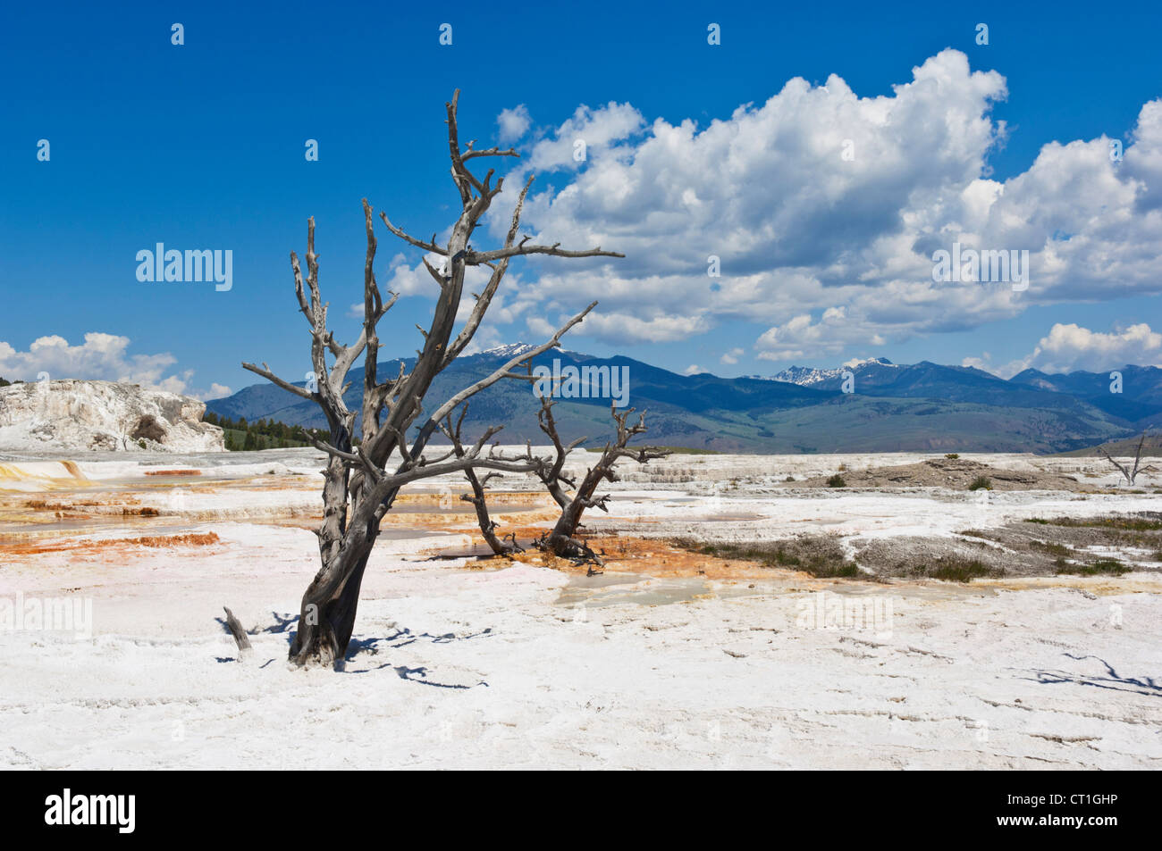Gli alberi morti terrazza principale di Mammoth Hot Springs Yellowstone National Park Wyoming USA Stati Uniti d'America Foto Stock