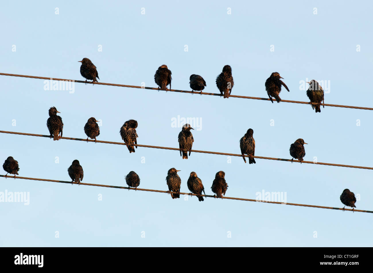 Starling comune (Sturnus vulgaris), sui fili di overhead, Kent, Inghilterra. Foto Stock