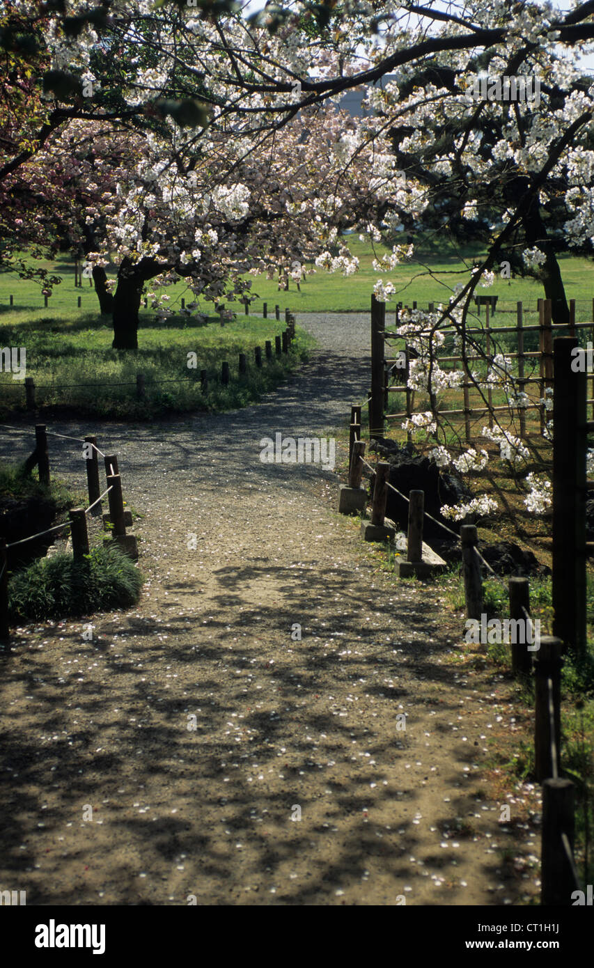 Giappone, Tokyo, tranquille passeggiate può essere avuto in Hama Rikyu staccato gardens specialmente quando i fiori di ciliegio sono fuori. Foto Stock