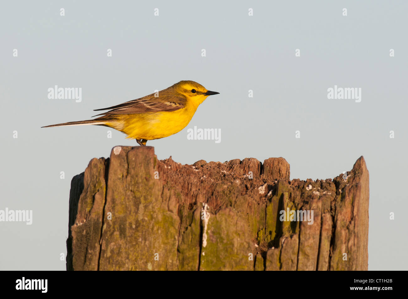 Wagtail giallo (Motacilla flava flavissima) maschio adulto, Kent, Inghilterra Foto Stock