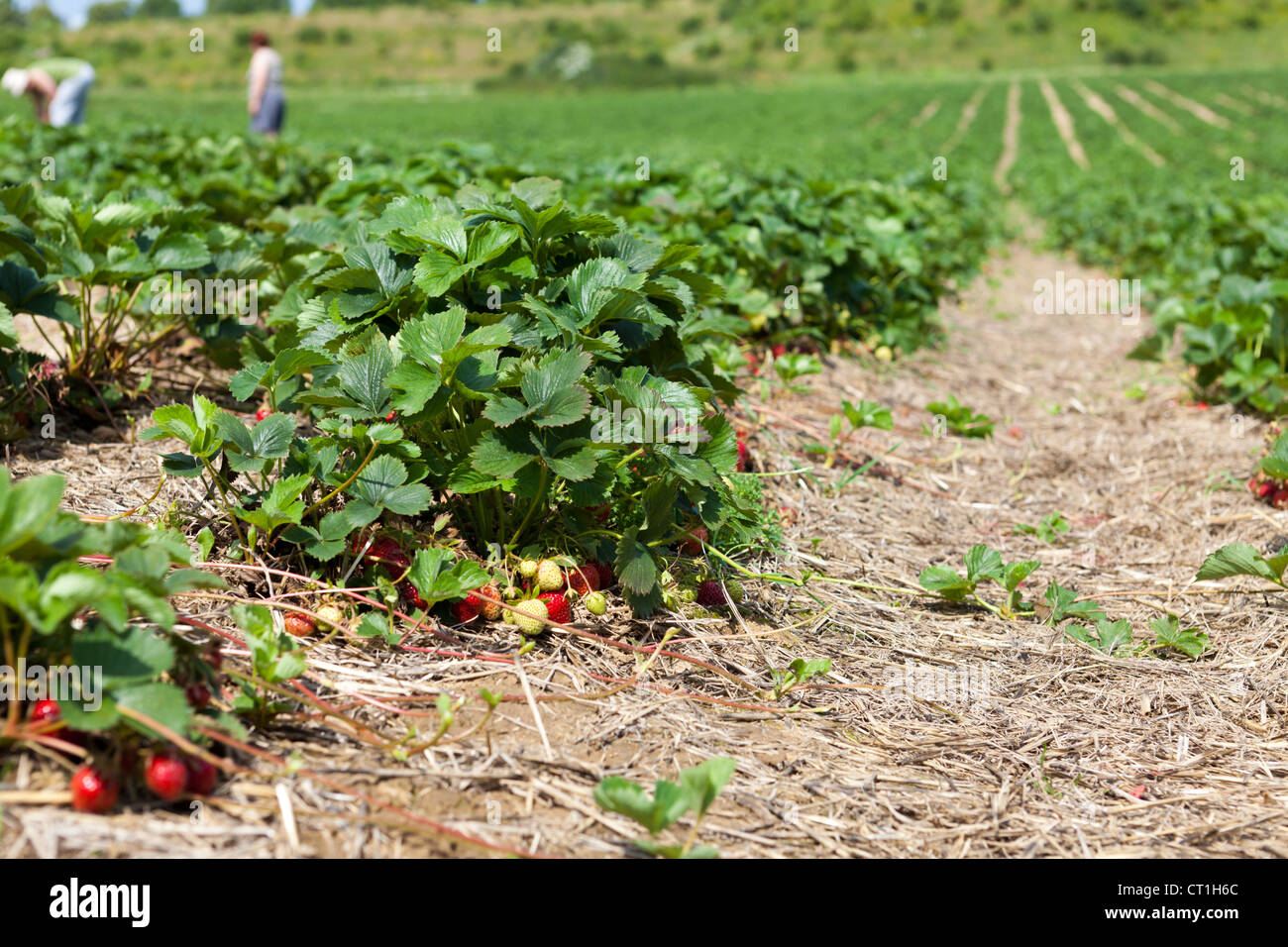 Ampio campo di fragole con tanti deliziosi dolci e fragole Foto Stock