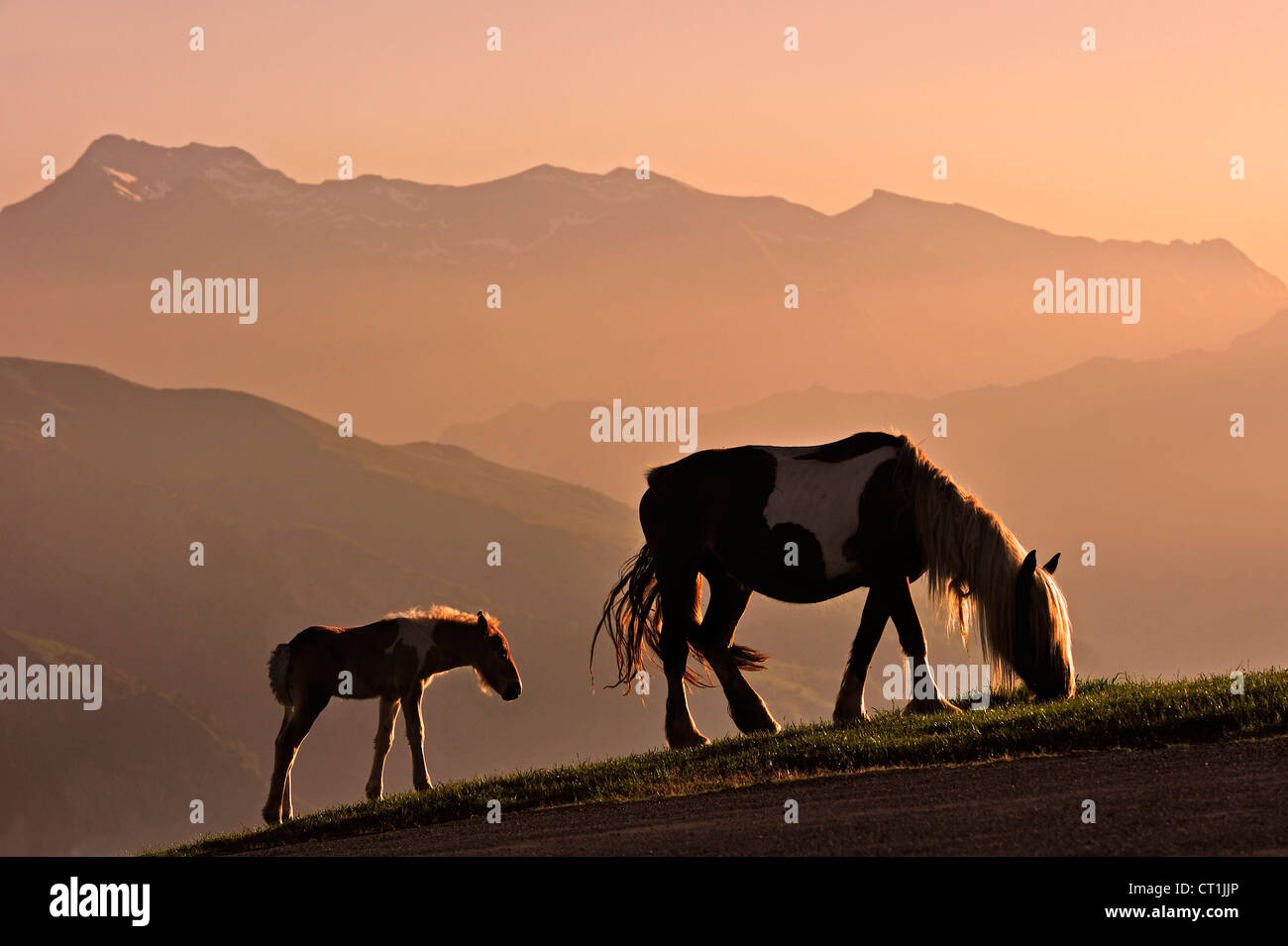 Free Roaming cavallo con il puledro al tramonto sul Col d'Aubisque in Pyrénées-Atlantiques, Pirenei, Francia Foto Stock