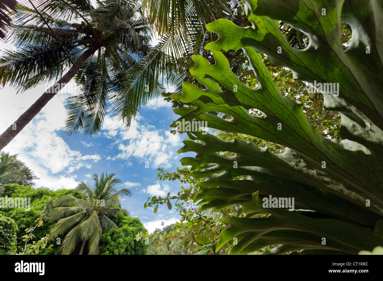 Felci tropicali e alberi nella giungla, Ko Phi Phi island, Thailandia Foto Stock