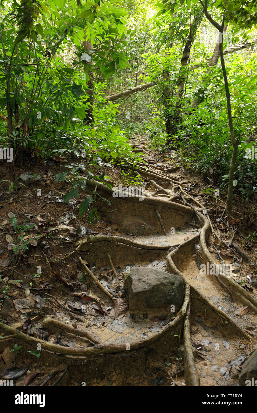 Sentiero nella giungla con radici di albero nella foresta pluviale tropicale, Ko Phi Phi island, Thailandia Foto Stock