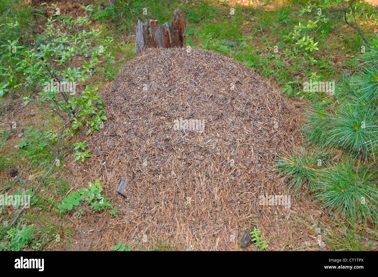 Ant Hill, Arshan, Tunkinsky distretto, Repubblica di Buryatia, Siberia, Federazione russa Foto Stock