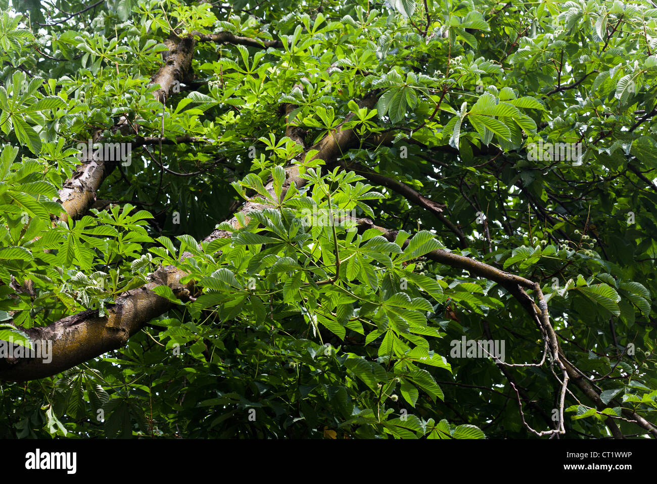Aesculus chinensis, Albero a foglie decidue, il seme è ricco di saponine Foto Stock