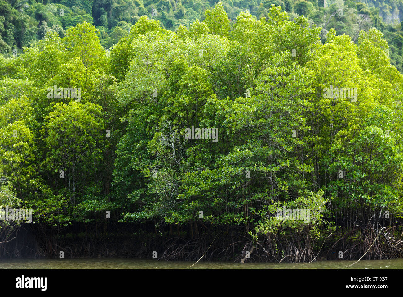 Grande foresta di mangrovie nel sud della Thailandia Foto Stock