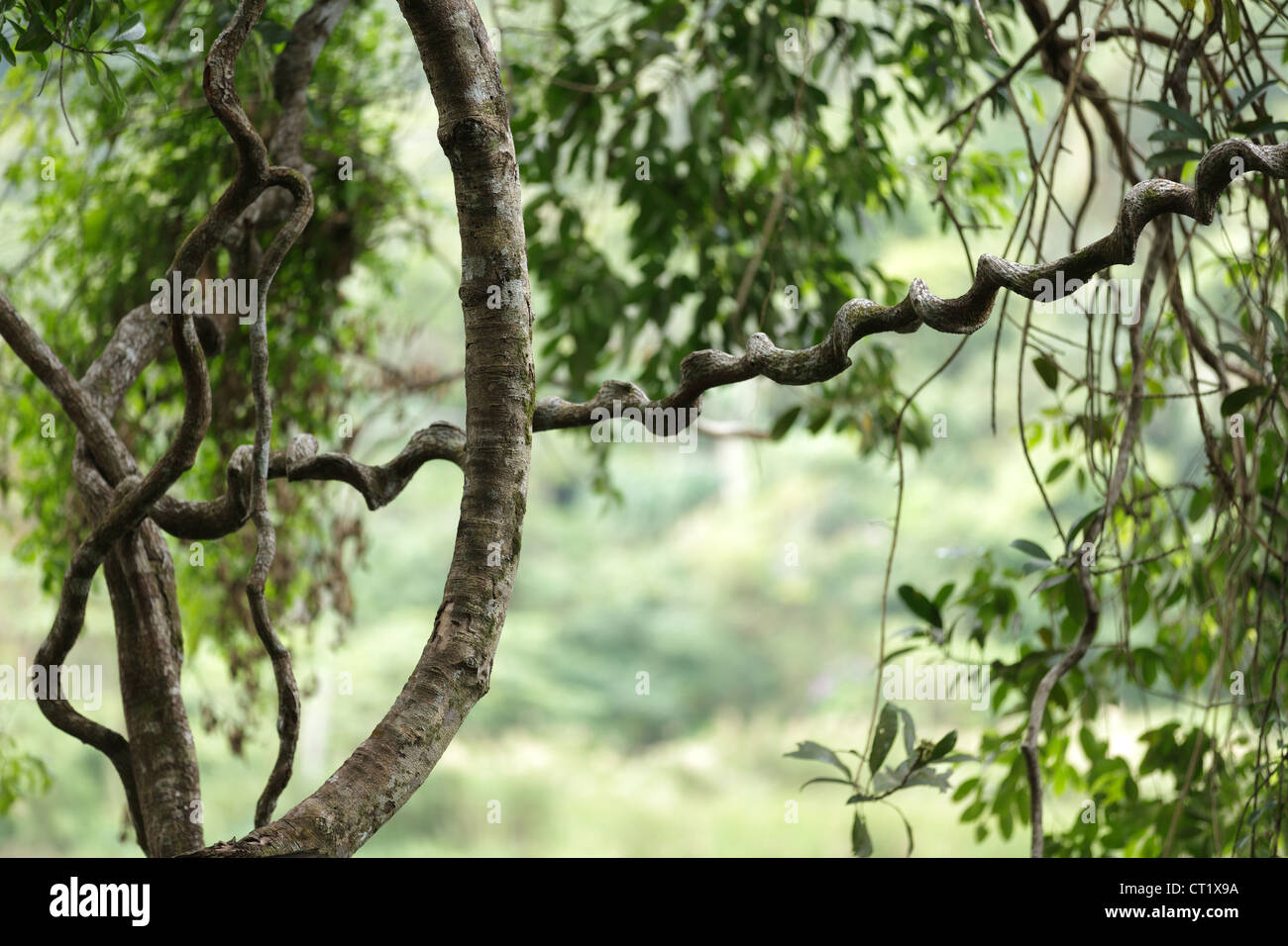 Jungle vitigni nella foresta pluviale della Tailandia Foto Stock