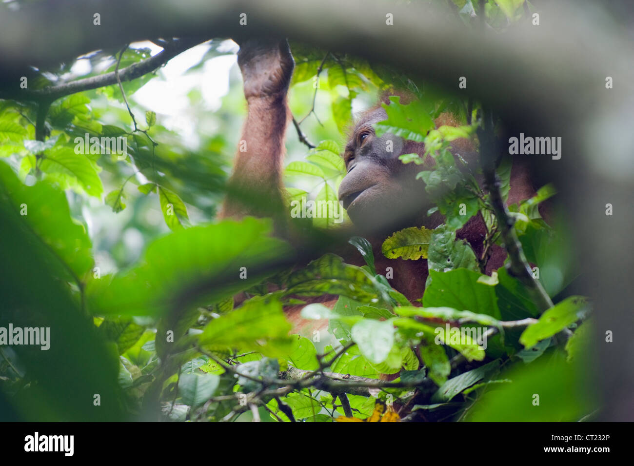 Wild orangutan, Sungai Kinabatangan, Borneo, Malaysia, sud-est asiatico Foto Stock