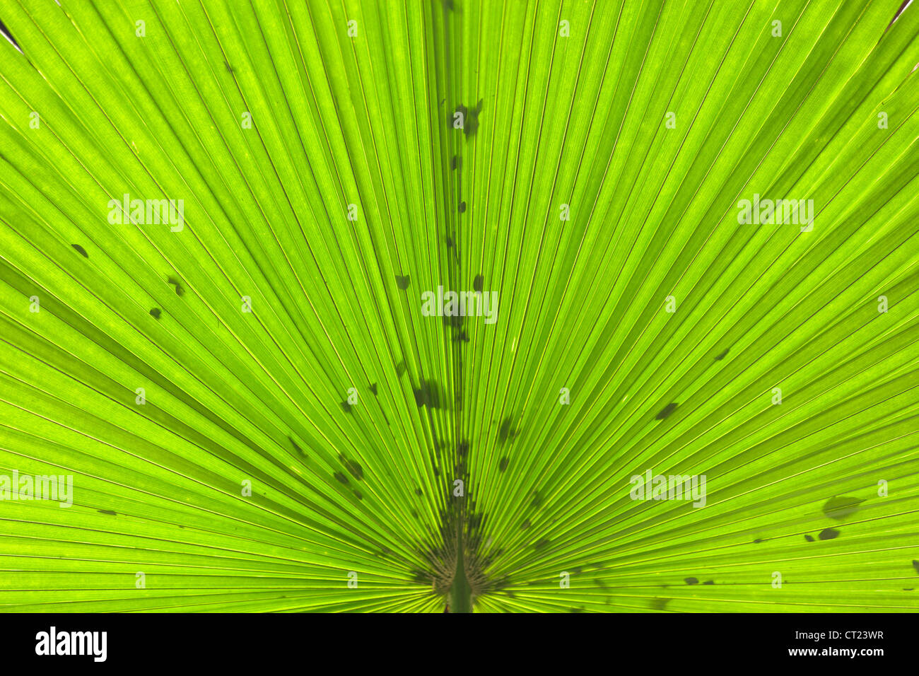 Palm tree foglia sfondo astratto Foto Stock